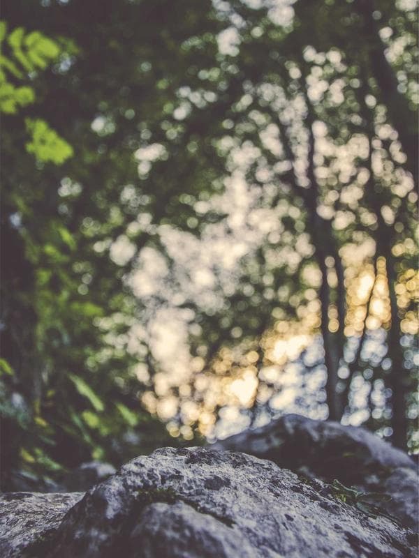 Herbal Escape - Thumbnail 2