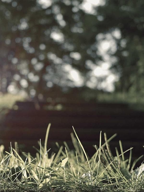 Green Tea Garden - Thumbnail 2