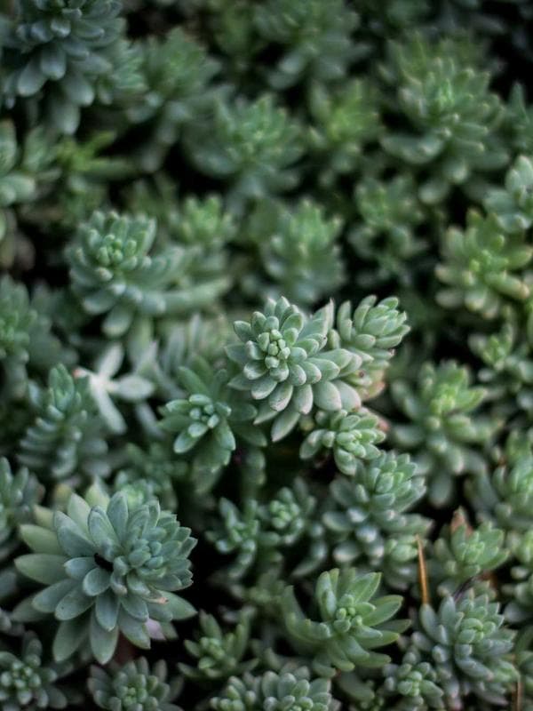 Birch & Moss - Thumbnail 3
